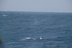 Calonectris leucomelas