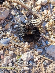 Montagnea arenaria