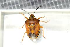 Carpocoris pudicus