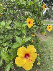 Hibiscus rosa-sinensis