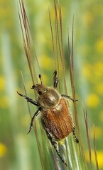 Chaetopteroplia segetum
