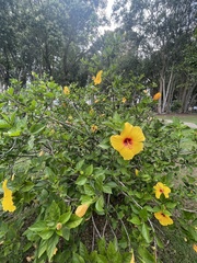 Hibiscus rosa-sinensis