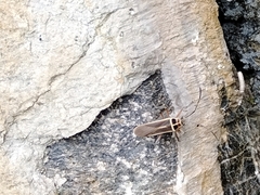 Stenomacra marginella