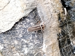 Stenomacra marginella