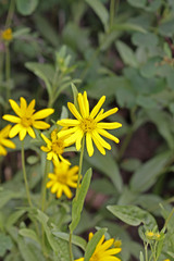 Arnica longifolia