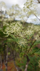 Myodocarpus