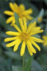 Arnica longifolia