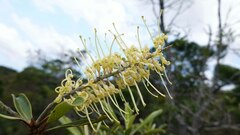 Grevillea exul