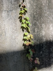 Parthenocissus quinquefolia