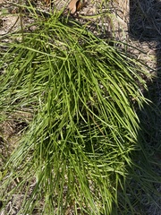 Schoenoplectus americanus