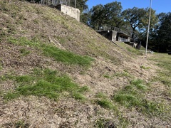 Schoenoplectus americanus