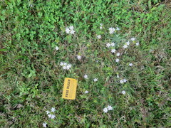 Richardia grandiflora