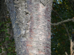 Betula papyrifera kenaica