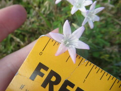 Richardia grandiflora