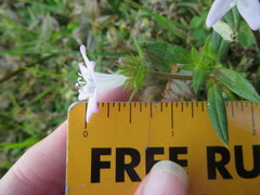 Richardia grandiflora