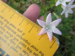 Richardia grandiflora