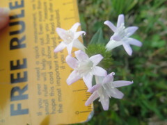Richardia grandiflora