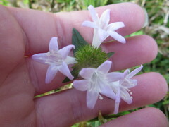 Richardia grandiflora