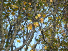 Betula papyrifera kenaica