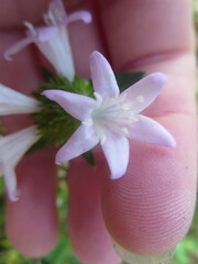Richardia grandiflora