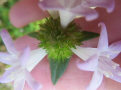 Richardia grandiflora
