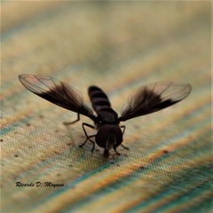 Ocyptamus dimidiatus