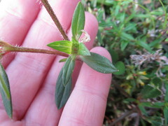 Richardia grandiflora