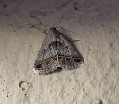 Acantholipes trimeni