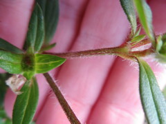 Richardia grandiflora