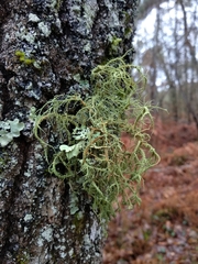 Usnea rubicunda