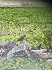 Turdus leucomelas