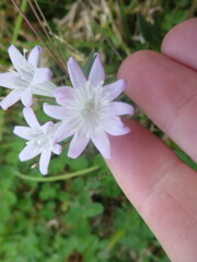 Richardia grandiflora