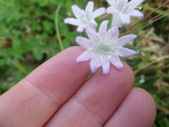 Richardia grandiflora