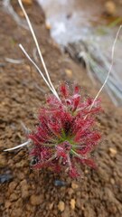 Drosera neocaledonica