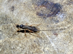 Doryctinae