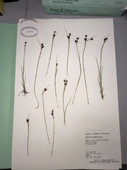 Juncus castaneus