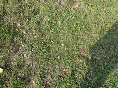 Richardia grandiflora