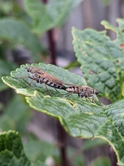 Anabarhynchus plumbeoides