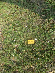 Richardia grandiflora