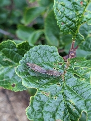 Anabarhynchus plumbeoides