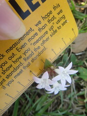 Richardia grandiflora
