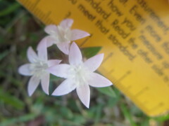 Richardia grandiflora