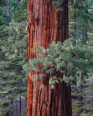 Sequoiadendron