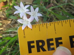 Richardia grandiflora