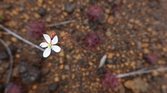Drosera neocaledonica