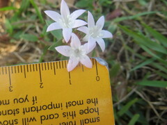 Richardia grandiflora