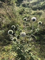 Echinops sphaerocephalus