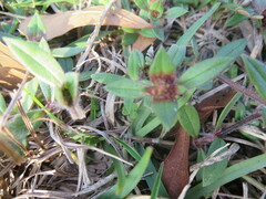 Richardia grandiflora
