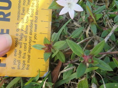 Richardia grandiflora