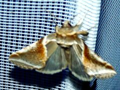 Habrosyne pyritoides